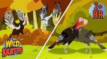 Turkey Battles | Epic Creature Battles | Thanksgiving | New Compilation | Wild Kratts