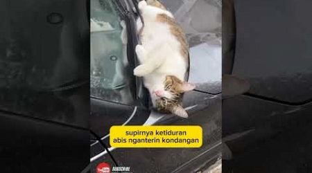 Supirnya ngantuk #cat #hewanlucu #funny #catlover #kucinglucu #animal @zevaxavier