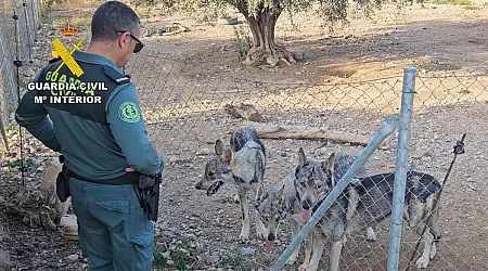 Endangered Iberian wolves were kept illegally as pets in a fenced area on Murcia property