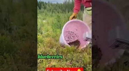 #sweden #harvest #makeyourday #berry #wildberries #farming #farm #berrypicking #protective #hardwork