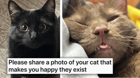 23 Furry Reasons in the Form of Feline Munchkins to Get Out of Bed in the Morning That Keep Meowing at Us For Breakfast