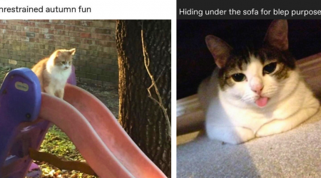 22 Feisty Feline Memes That Think You're Foolish Enough to Give Them Cat Treats Twice