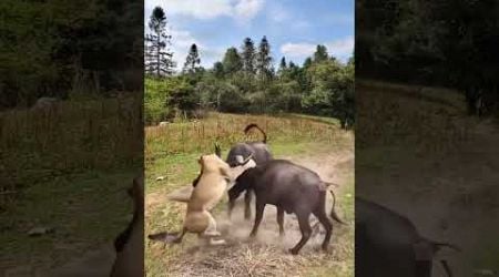 Bison vs. lion: Wild animals at close range, animal fighting power competition