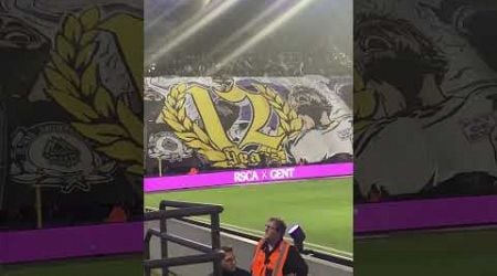 Tifo South Leader RSCA 6 - Gent 0 saison 24-25