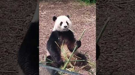 Pairi daiza #panda