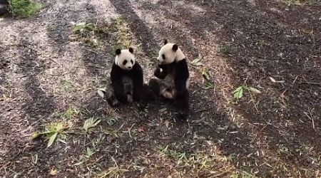 GLOBALink | Giant pandas deeply cherished by fans at Belgian zoo