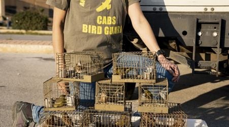  Foreign bird ringer has license suspended over involvement in Maltese finch trapping 