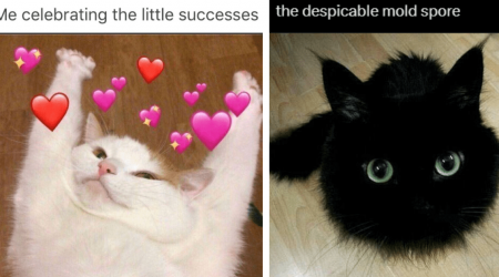 Life's Not Black and White, But These 23 Cat Memes Are Either Wholly Wholesome or Sassily Silly