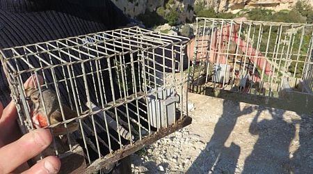 Irish bird ringer has licence suspended over involvement in Maltese finch trapping