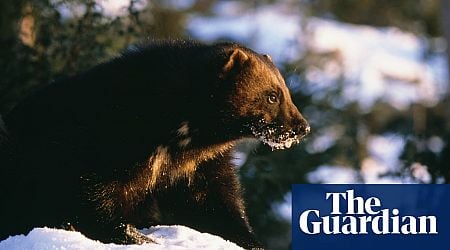 Dead cool and wolverine: from animal tracking to ski touring in Sweden