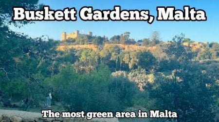 I went to the most GREEN area of Malta | Buskett Gardens