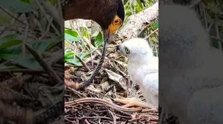 The Most Incredible Feeding Technique in the Animal Kingdom