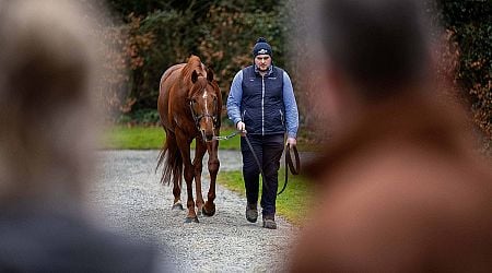 Leading farms to open their doors for ITM Irish Stallion Trail