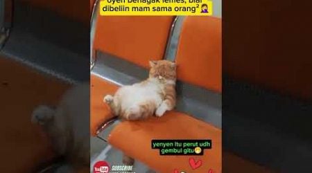 biar di jajanin #cat #hewanlucu #funny #animal #kucinglucu #hewanimut @zevaxavier