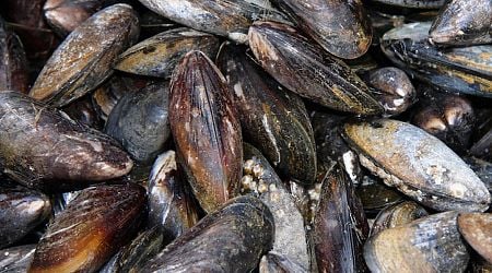 Mussels: advancements in sustainable cultivation and research at WU