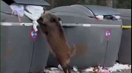 Rise of the pigs! Wild boars in Spain have learned how to ransack streetside rubbish containers