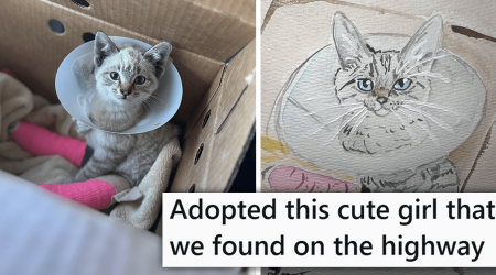 'She was thrown from a car': Person Sees a Motionless Cat on the Highway, Realizes the Kitten Is Alive, and Stops Everything to Rescue Her