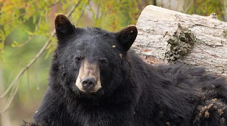 Bear killed in fight at Pairi Daiza