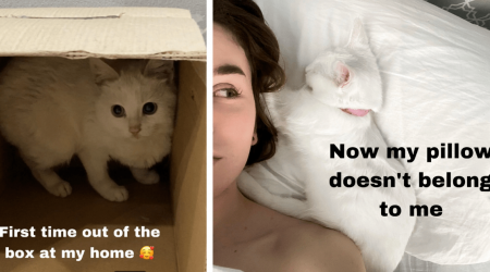 Purrfect Meowliday Story: Warm Loving Cat Mom Shares Her Tear-Jerking Journey to Becoming Soulmates With Her Rescue Kitten in Series of Uplifting Photos