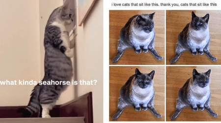 23 Coo-Coo Cat Memes That Can Kick Out Normie Sadness so You Can Embrace Cat Coo-Cooness