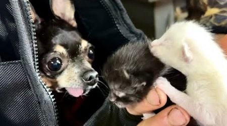 Chihuahua Maya Reacts To Kittens- Visiting Ranna Rantso Animal Sanctuary In Estonia Vlog