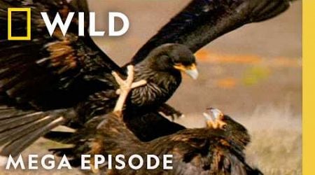 Animal Fight Night: Death and Survival | MEGA EPISODE | Nat Geo Wild