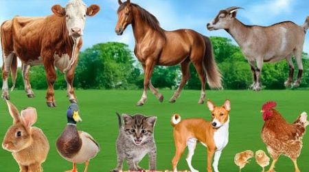 Most Familiar Animals: Rabbit, Cow, Cat, Duck, Dog, Chicken - Animal Videos