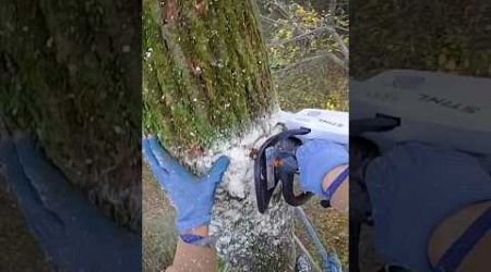 Almost cut my hand off #croatia #stihl #gopro