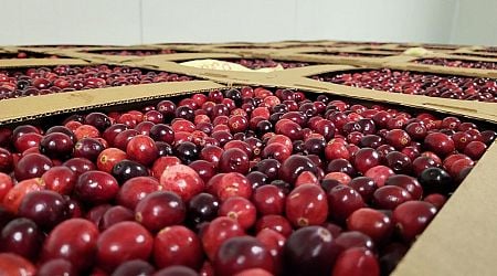 Latvia's cranberry farmers report bumper crop, but worries over future labor supply