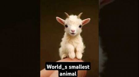 World_s smallest animal