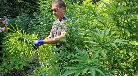 Police Officers Find Cannabis in Private Property in Govedartsi Village 