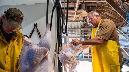 How the turkey gets to your Thanksgiving table