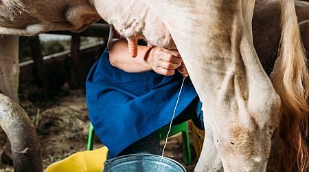 Filipino workers step in to milk cows in a small Hungarian village