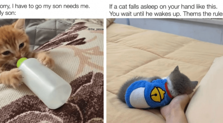 24 Pawrenting Cat Posts to Play With When Your Cat Child is Caught Notoriously Napping After Nagging Us For Second Breakfast