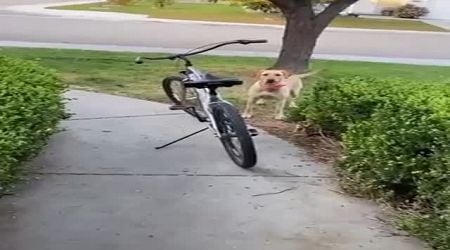 This Dog Loves To Give His Owner Bike Rides (VIDEO)