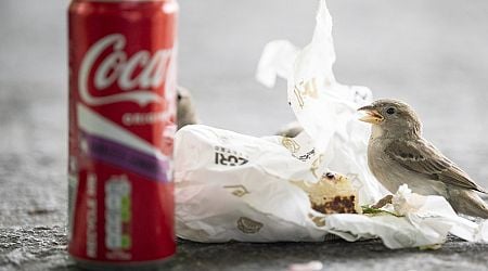 Poll: most Swiss believe littering is steadily decreasing