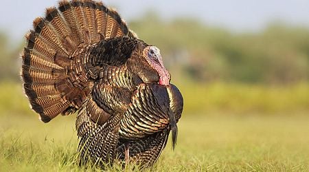 Why do we eat turkey on Thanksgiving? The history of the holiday's traditional foods