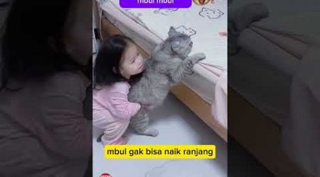 badan doang gede, gak bisa naik #animal #cat #hewanlucu #funny #catlover #kucinglucu @zevaxavier