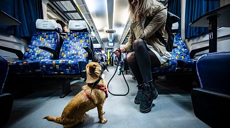 Bicycle and Dog Transport to Be Free of Charge on Trains in Budapest