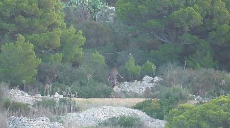 Two cases of illegal hunting in protected bird sanctuaries reported to police by BirdLife Malta