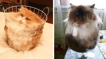 28 Hilarious Pictures of Literally Liquid Cats Meltier Than the Butter on Your Thanksgiving Rolls