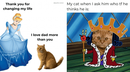 Orange Cat Obsession: 26 Citrus-Flavored Feline Funnies for Connoisseurs of the Dumbest Cat Children Around