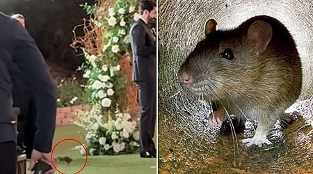 Moment rat interrupts groom's emotional wedding vows in front of stunned friends and family