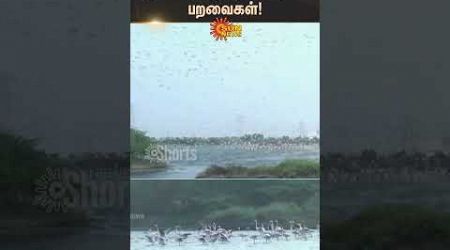 Thoothukudi | Australian Birds | Manjal Mukku Naarai | Tamil Nadu | Shorts | Sun News