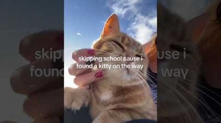 Funny animal videos I found on Instagram and Tiktok #shorts #funnyanimals #cat #funnypets #funny