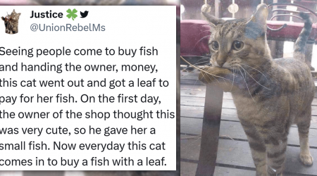 Every Day, This Adorable Cat Comes to a Shop to Trade a Leaf She Collected for a Piece of Fish, and Her Story Goes Viral