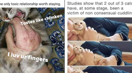 Furiday Feline Family Festivities: 25 Hilarious Cat Child Memes to Help You Calm Down After a Tumultuous Thanksgiving with Your Own Family