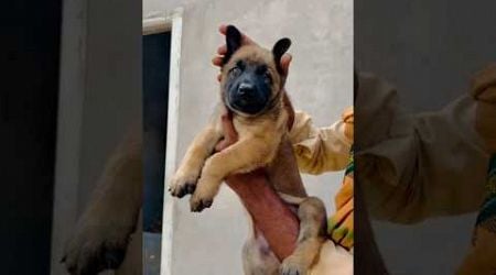 belgium Malinois female puppy