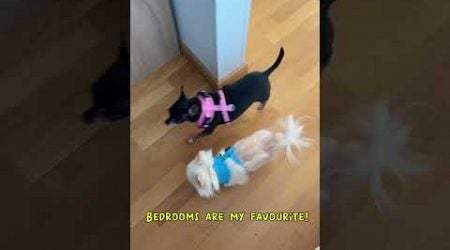 Funny Chihuahuas React To Their VIP Hotel Room In Estonia