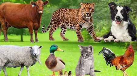 Farm Animal Sounds: Dog, Sheep, Cat, Chicken, Cow - Animal Sounds